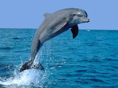 delfin mular