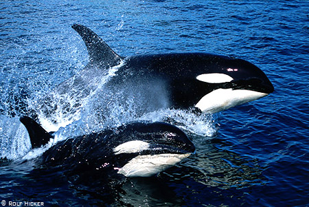 orcas1