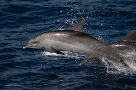 delfin-de-risso