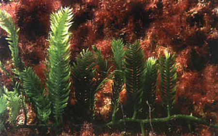  caulerpa taxifolia1