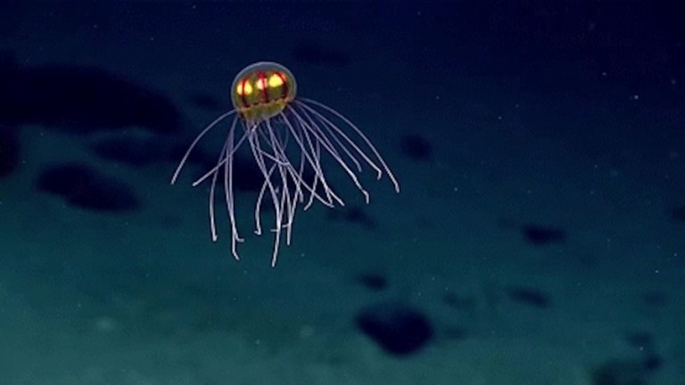 Cient Ficos De La Noaa Descubren Una Nueva Especie De Medusa