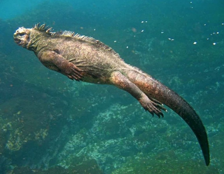 La experiencia de bucear con la iguana marina de Galápagos