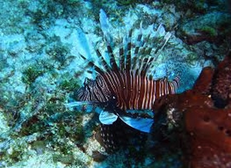 buceo de San Andres,