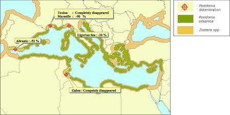 invasión de especies en el Mediterraneo