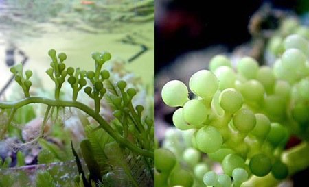 invasión en el Mediterráneo 