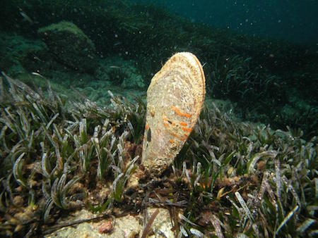 Posidonia oceanica