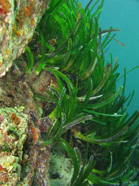 Posidonia oceanica