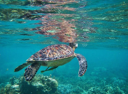 buceo en la Isla de Apo, Filipinas