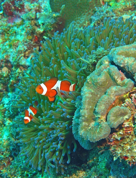 buceo en la Isla de Apo, Filipinas