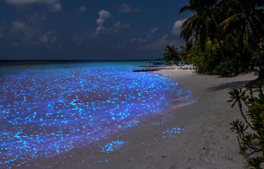 La estrella de mar puede ver en el océano?