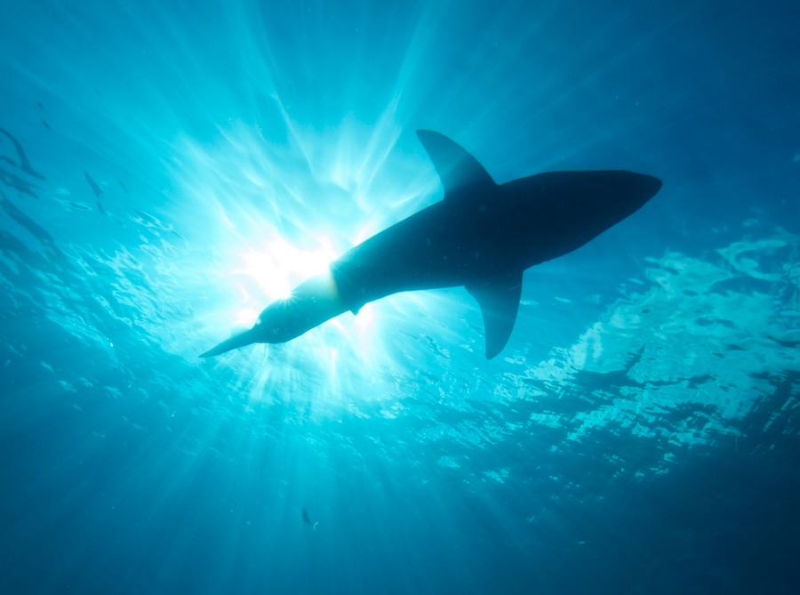 Resultado de imagen para tiburones blancos