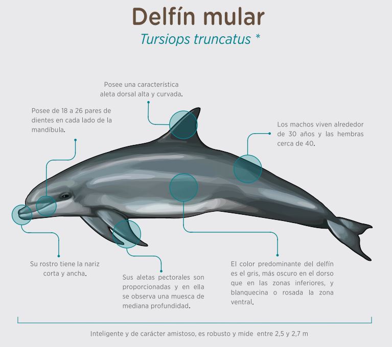 Delfín Mular Vida Costumbres Y Características 4720